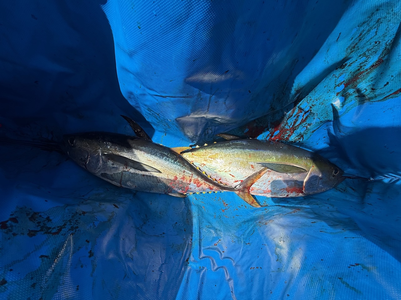 Shibi Season Rolls On! Yellowfin Tuna off Ko Olina