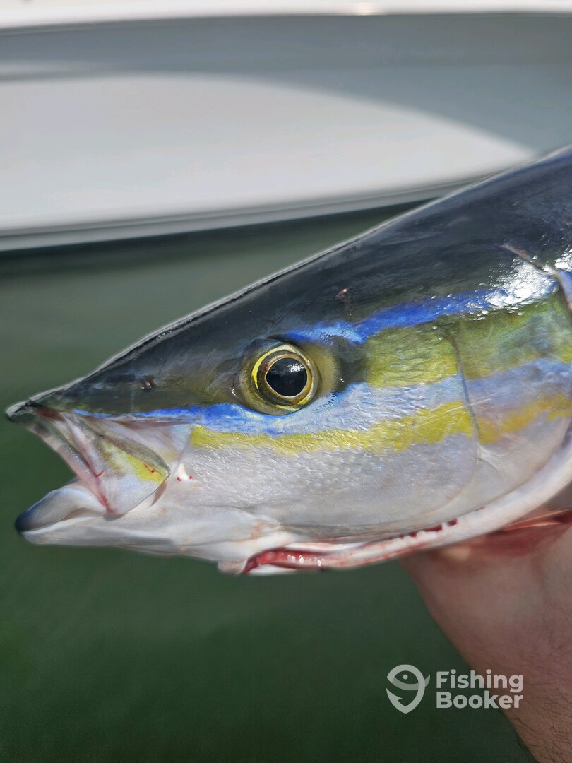 Rainbow Runner and a Giant Goat! Goatfish off Ko Olina
