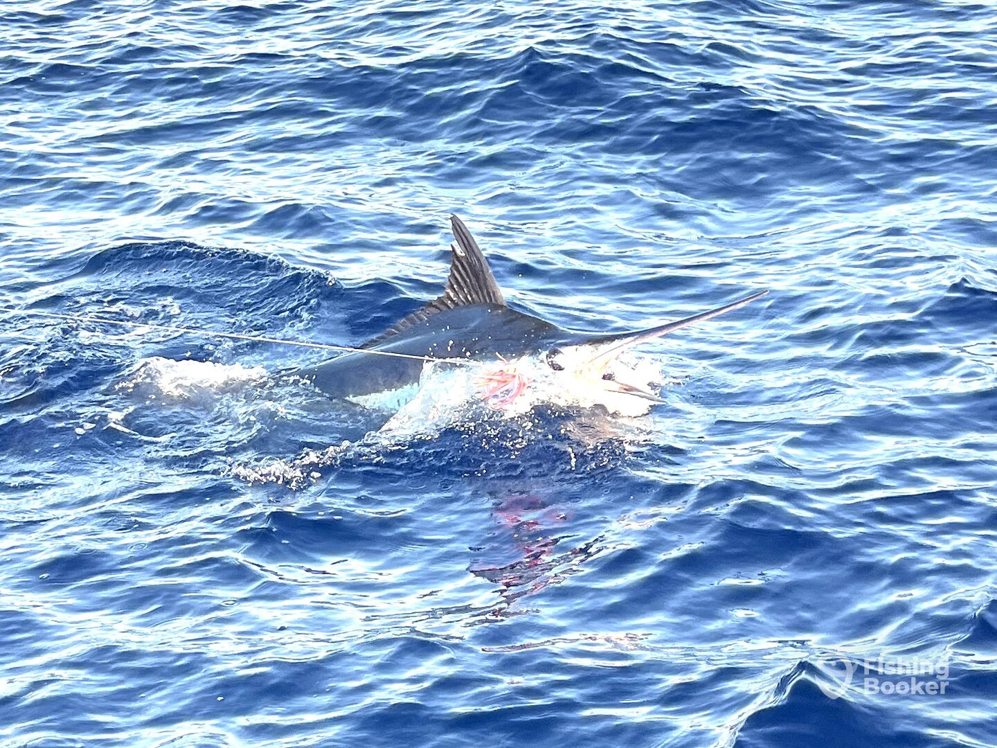 Christmas Wishes Come True! Blue Marlin off Ko Olina