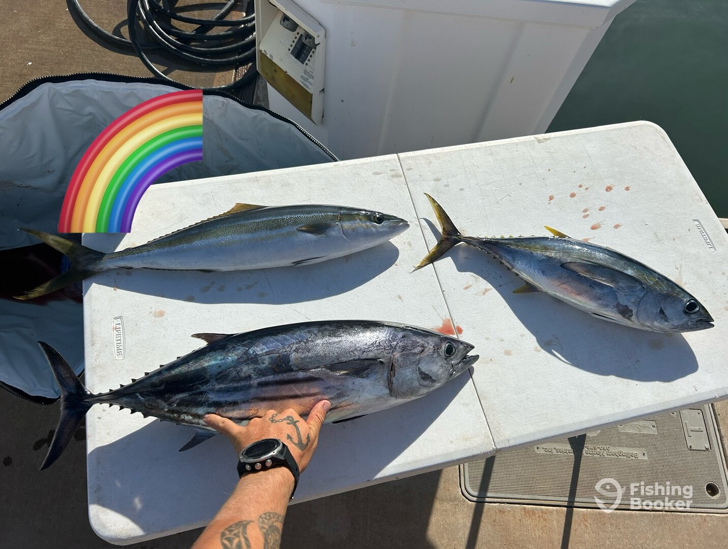 Rainbows above and below! Skipjack Tuna off Ko Olina