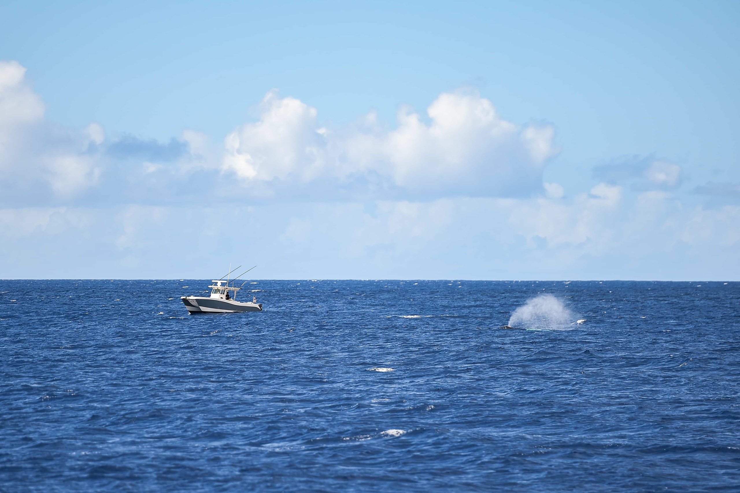 Ko Olina Whale Watch