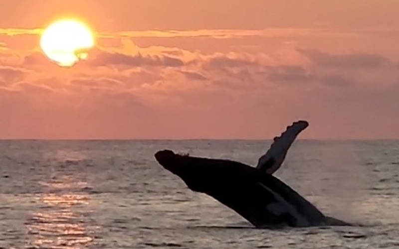 VENTURE Ko Olina Whale Watch photo 1