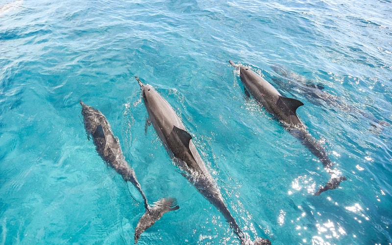 VENTURE Ko Olina Whale Watch and Snorkel photo 2