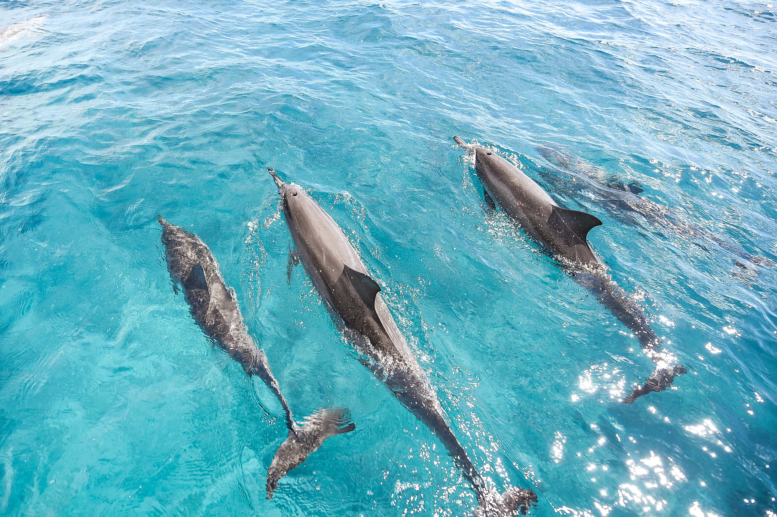 Ko Olina Whale Watch + Snorkel