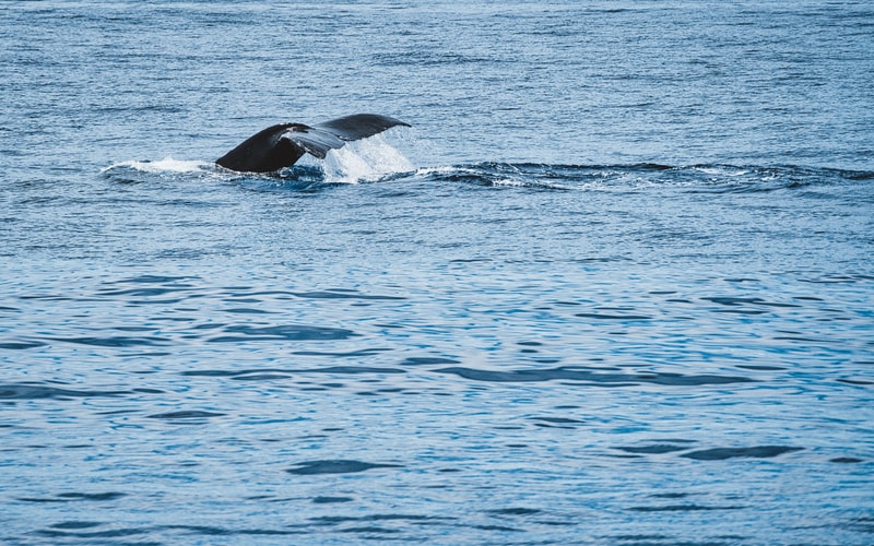 VENTURE Ko Olina Whale Watch photo 4