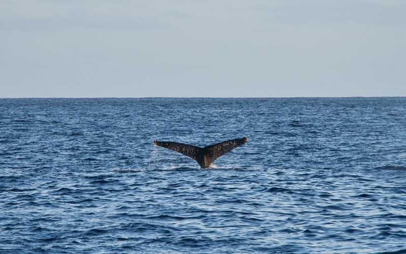 VENTURE Ko Olina Whale Watch photo 8