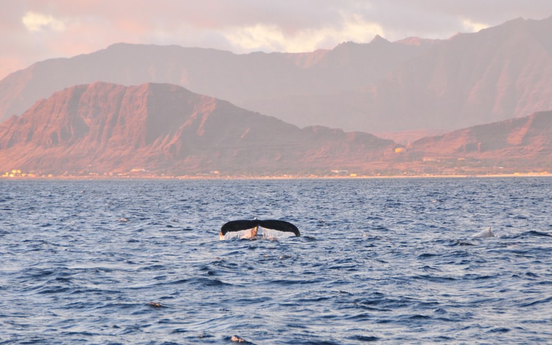 VENTURE Ko Olina Whale Watch photo 6